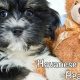 Adorable Havanese Teddy Bear Cut & Care | Teddy Information – Everything You Need to Know About Teddy Bears