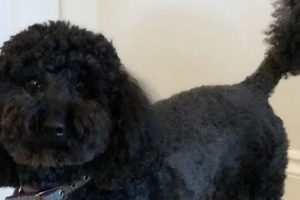 Teddy Bear Black Mini Poodle | Teddy Information – Everything You Need to Know About Teddy Bears
