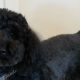 Teddy Bear Black Mini Poodle | Teddy Information – Everything You Need to Know About Teddy Bears
