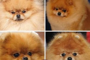 Cute Teddy Bear Pom Charms & Accessories | Teddy Information – Everything You Need to Know About Teddy Bears