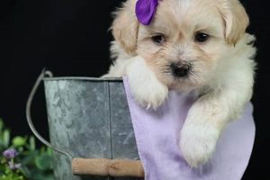 Adorable Teddy Bear Puppies Under $1000: Find Your Furry Friend | Teddy Information – Everything You Need to Know About Teddy Bears