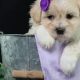 Adorable Teddy Bear Puppies Under $1000: Find Your Furry Friend | Teddy Information – Everything You Need to Know About Teddy Bears