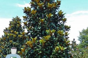 Top Teddy Bear Magnolia Trees: A Buyer's Guide | Teddy Information – Everything You Need to Know About Teddy Bears