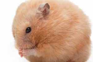 Find & Buy Teddy Bear Hamsters Near You | Teddy Information – Everything You Need to Know About Teddy Bears