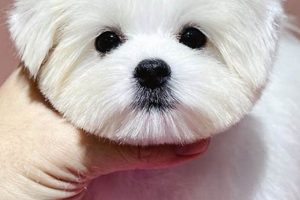Adorable Teddy Bear Cut for Maltese Puppies & Adults Teddy Information – Everything You Need to Know About Teddy Bears Adorable Teddy Bear Cut for Maltese Puppies & Adults | Teddy Information – Everything You Need to Know About Teddy Bears