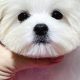 Adorable Teddy Bear Cut for Maltese Puppies & Adults | Teddy Information – Everything You Need to Know About Teddy Bears