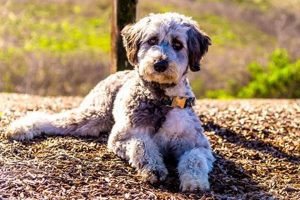 The Perfect Aussiedoodle Teddy Bear Cut Guide Teddy Information – Everything You Need to Know About Teddy Bears The Perfect Aussiedoodle Teddy Bear Cut Guide | Teddy Information – Everything You Need to Know About Teddy Bears
