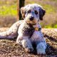 The Perfect Aussiedoodle Teddy Bear Cut Guide | Teddy Information – Everything You Need to Know About Teddy Bears