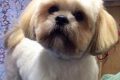Adorable Lhasa Apso Teddy Cuts: Grooming Guide | Teddy Information – Everything You Need to Know About Teddy Bears