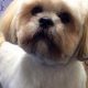 Adorable Lhasa Apso Teddy Cuts: Grooming Guide | Teddy Information – Everything You Need to Know About Teddy Bears