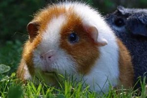 Adorable Teddy Guinea Pigs: US Breed Guide Teddy Information – Everything You Need to Know About Teddy Bears Adorable Teddy Guinea Pigs: US Breed Guide | Teddy Information – Everything You Need to Know About Teddy Bears