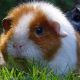 Adorable Teddy Guinea Pigs: US Breed Guide | Teddy Information – Everything You Need to Know About Teddy Bears