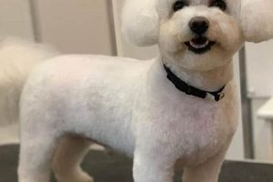 Adorable Teddy Bear Bichon Frise Cuts & Styles | Teddy Information – Everything You Need to Know About Teddy Bears