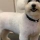 Adorable Teddy Bear Bichon Frise Cuts & Styles | Teddy Information – Everything You Need to Know About Teddy Bears