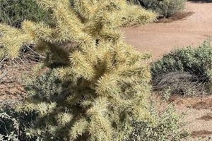Adorable Teddy Bear Cholla: Desert Cutie | Teddy Information – Everything You Need to Know About Teddy Bears