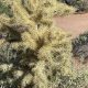 Adorable Teddy Bear Cholla: Desert Cutie | Teddy Information – Everything You Need to Know About Teddy Bears