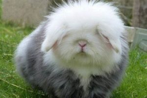 Cuddly Teddy Widder Bears: Plush & Adorable Teddy Information – Everything You Need to Know About Teddy Bears Cuddly Teddy Widder Bears: Plush & Adorable | Teddy Information – Everything You Need to Know About Teddy Bears