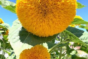 Growing Teddy Bear Sunflowers: A Guide | Teddy Information – Everything You Need to Know About Teddy Bears
