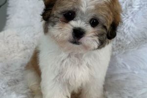 Adorable Mini Teddy Bear Puppies for Sale Now! | Teddy Information – Everything You Need to Know About Teddy Bears