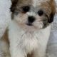 Adorable Mini Teddy Bear Puppies for Sale Now! | Teddy Information – Everything You Need to Know About Teddy Bears