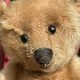 Collectible Antique Teddy Bears from 1950 | Teddy Information – Everything You Need to Know About Teddy Bears