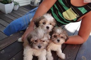 Adorable Teddy Bear Malshi Puppies Now Available! | Teddy Information – Everything You Need to Know About Teddy Bears