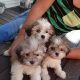 Adorable Teddy Bear Malshi Puppies Now Available! | Teddy Information – Everything You Need to Know About Teddy Bears