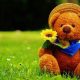 Cute Teddy Bear Screen Savers & Wallpaper | Teddy Information – Everything You Need to Know About Teddy Bears