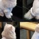 Adorable Himalayan Cat Teddy Bear Cuts & Styles | Teddy Information – Everything You Need to Know About Teddy Bears