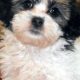 Adorable Teddy Bear Bichon Shih Tzu Puppies & Grooming | Teddy Information – Everything You Need to Know About Teddy Bears
