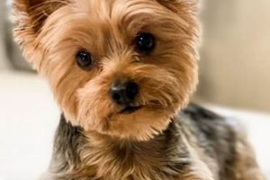 Adorable Teddy Bear Yorkie Haircuts: A Guide | Teddy Information – Everything You Need to Know About Teddy Bears