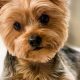 Adorable Teddy Bear Yorkie Haircuts: A Guide | Teddy Information – Everything You Need to Know About Teddy Bears