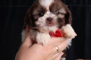Adorable Teacup Teddy Bear Puppies For Sale Near You | Teddy Information – Everything You Need to Know About Teddy Bears