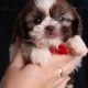 Adorable Teacup Teddy Bear Puppies For Sale Near You | Teddy Information – Everything You Need to Know About Teddy Bears
