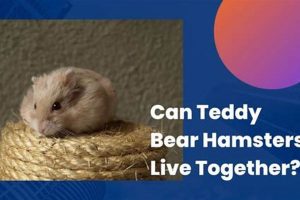Can Teddy Bear Hamsters Live Together? Facts & Tips Teddy Information – Everything You Need to Know About Teddy Bears Can Teddy Bear Hamsters Live Together? Facts & Tips | Teddy Information – Everything You Need to Know About Teddy Bears