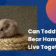 Can Teddy Bear Hamsters Live Together? Facts & Tips | Teddy Information – Everything You Need to Know About Teddy Bears