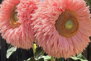 Grow Pink Teddy Bear Sunflowers: Tips & Tricks Teddy Information – Everything You Need to Know About Teddy Bears Grow Pink Teddy Bear Sunflowers: Tips & Tricks | Teddy Information – Everything You Need to Know About Teddy Bears
