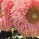 Grow Pink Teddy Bear Sunflowers: Tips & Tricks | Teddy Information – Everything You Need to Know About Teddy Bears