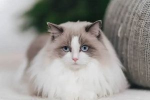 Adorable Teddy Bear Cats: Cuteness Overload Teddy Information – Everything You Need to Know About Teddy Bears Adorable Teddy Bear Cats: Cuteness Overload | Teddy Information – Everything You Need to Know About Teddy Bears