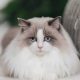 Adorable Teddy Bear Cats: Cuteness Overload | Teddy Information – Everything You Need to Know About Teddy Bears