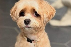 Maltipoo Teddy Bear Haircut Teddy Information – Everything You Need to Know About Teddy Bears Maltipoo Teddy Bear Haircut | Teddy Information – Everything You Need to Know About Teddy Bears