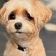 Maltipoo Teddy Bear Haircut | Teddy Information – Everything You Need to Know About Teddy Bears