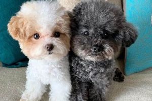 Adorable Teddy Bear Perro Cuts & Styles | Teddy Information – Everything You Need to Know About Teddy Bears