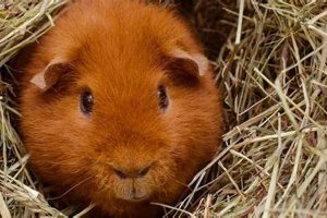Adorable Teddy Bear Guinea Pigs: A Complete Guide | Teddy Information – Everything You Need to Know About Teddy Bears