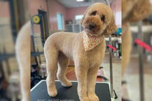 The Perfect Moyen Poodle Teddy Bear Cut Guide Teddy Information – Everything You Need to Know About Teddy Bears The Perfect Moyen Poodle Teddy Bear Cut Guide | Teddy Information – Everything You Need to Know About Teddy Bears