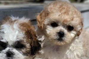 Adorable Shichon Teddy Bear Puppies: Price Guide Teddy Information – Everything You Need to Know About Teddy Bears Adorable Shichon Teddy Bear Puppies: Price Guide | Teddy Information – Everything You Need to Know About Teddy Bears