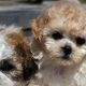 Adorable Shichon Teddy Bear Puppies: Price Guide | Teddy Information – Everything You Need to Know About Teddy Bears