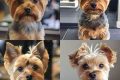 Yorkie Puppy Cut vs. Teddy Bear: Which is Best? Teddy Information – Everything You Need to Know About Teddy Bears Yorkie Puppy Cut vs. Teddy Bear: Which is Best? | Teddy Information – Everything You Need to Know About Teddy Bears