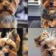 Yorkie Puppy Cut vs. Teddy Bear: Which is Best? | Teddy Information – Everything You Need to Know About Teddy Bears