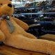 Long Leg Teddy | Teddy Information – Everything You Need to Know About Teddy Bears
